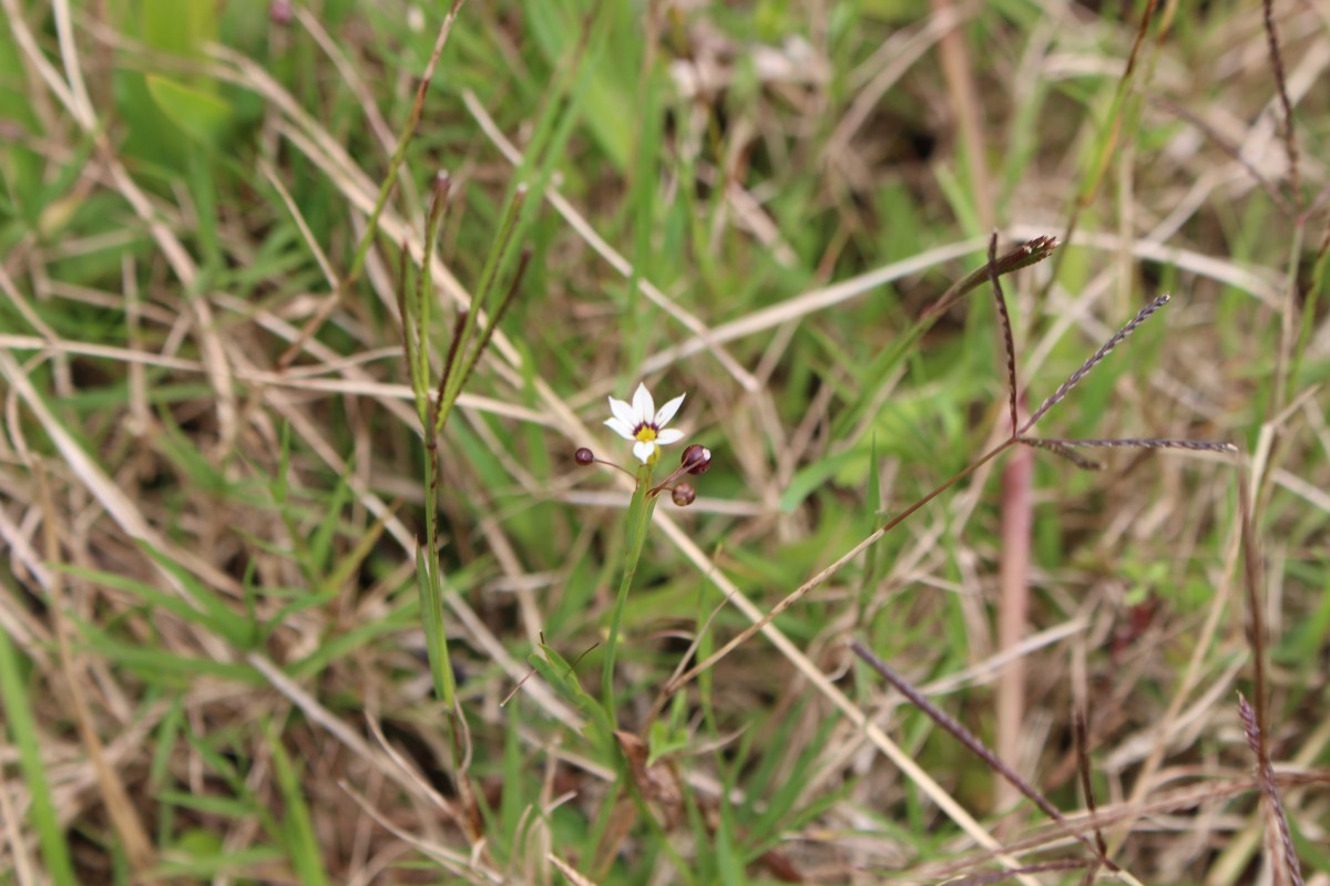 Sisyrinchium